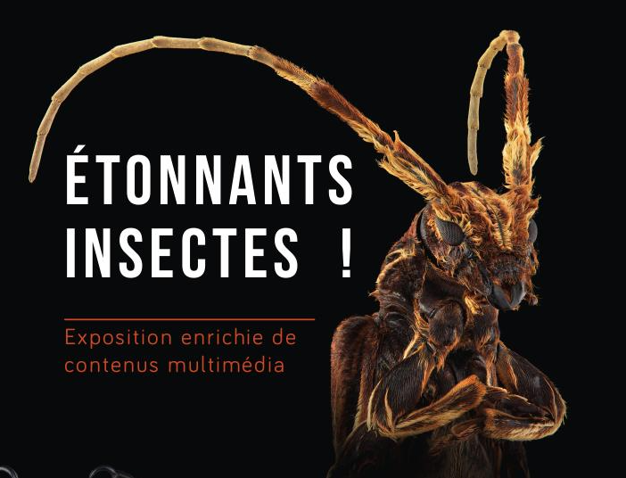 Exposition "Etonnants insectes" | du 10 au 29 juillet