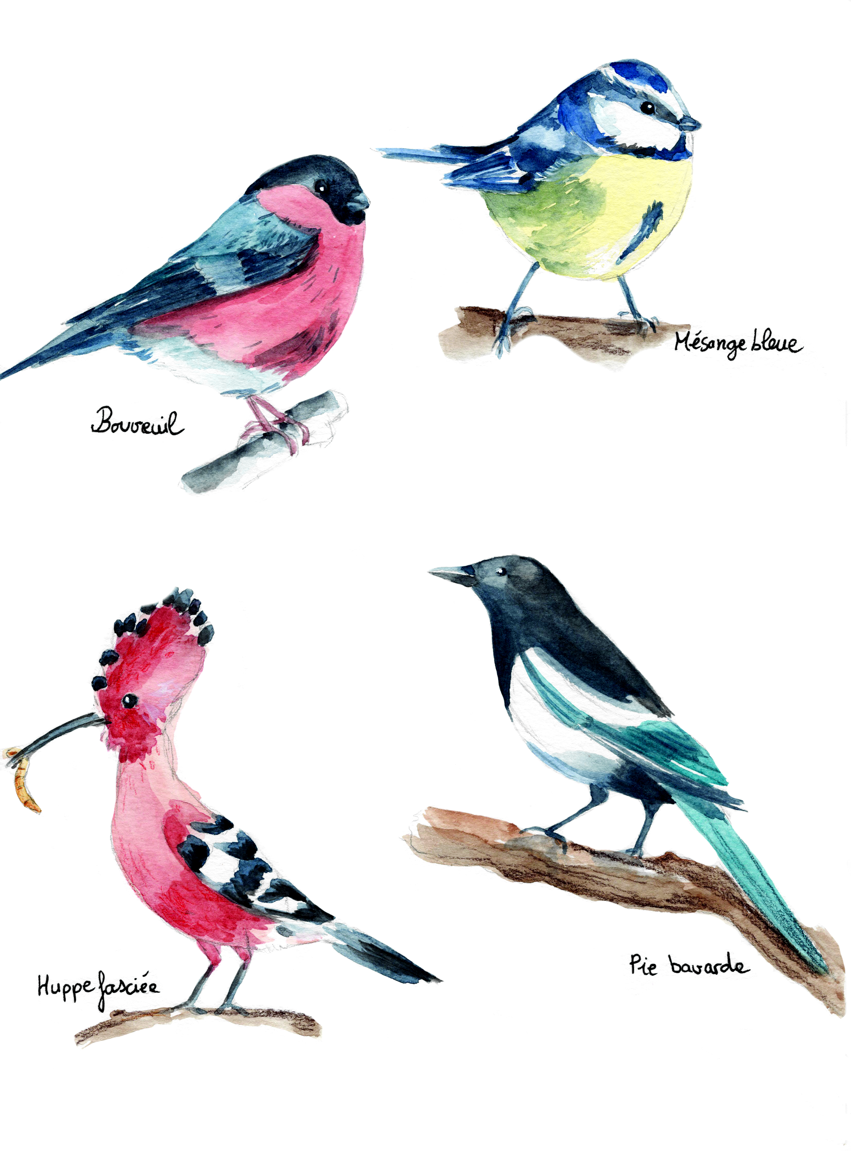 Exemple du travail d'Alexandra Jacquin avec des illustrations d'une mésange charbonnière, d'une pie, etc.